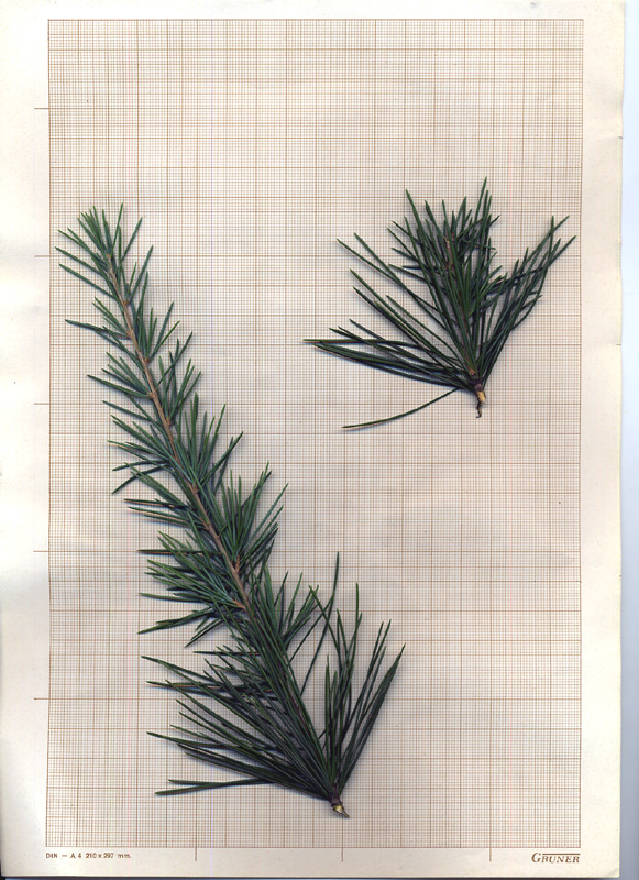 Cedrus atlantica